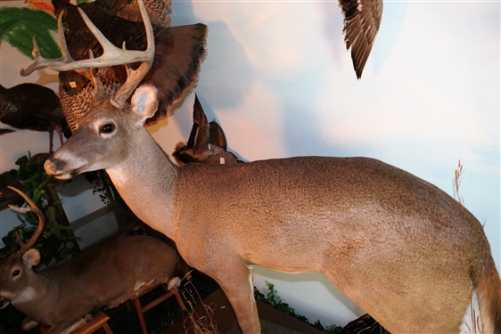 LARGE 8 Point Deer Life-size Full Body Mount