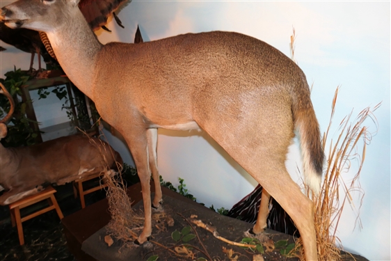 LARGE 8 Point Deer Life-size Full Body Mount