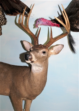 8 Point Life Size Standing Deer Full Body Mount (11 Points?)