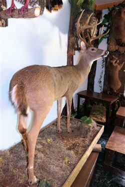 8 Point Life Size Standing Deer Full Body Mount (11 Points?)