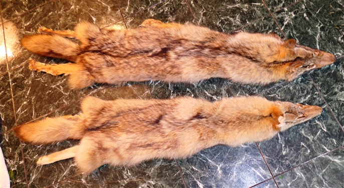 2 Coyote Pelts