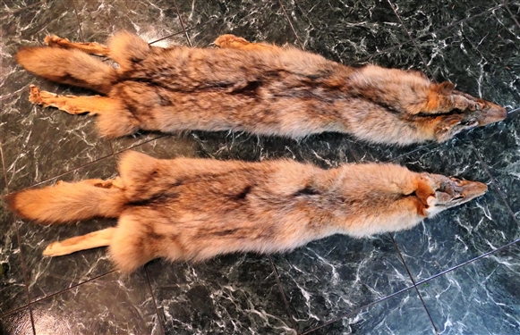 2 Coyote Pelts