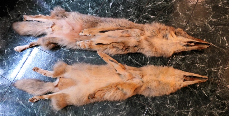 2 Coyote Pelts