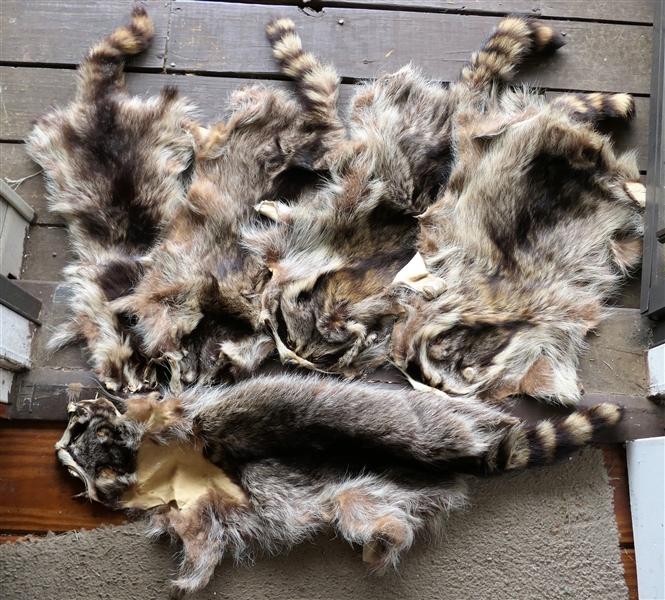 5 Raccoon Pelts