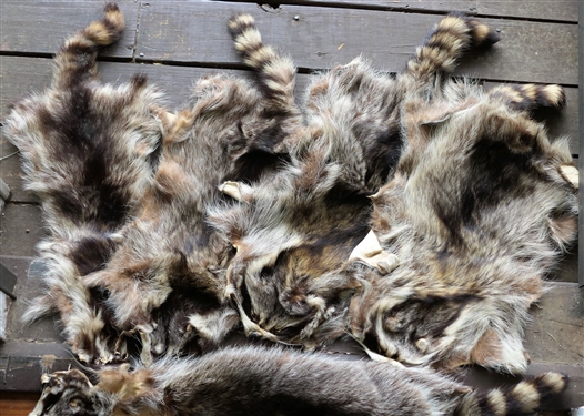 5 Raccoon Pelts