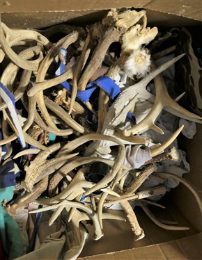 Large Box of Antler Calls, Turkey Call, Etc.