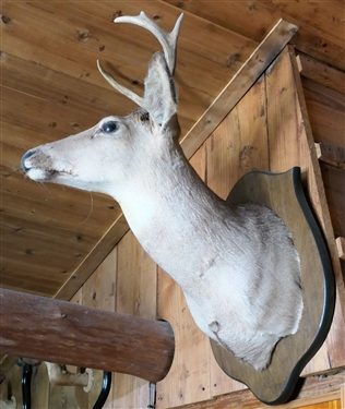 7 Point Deer Mount \