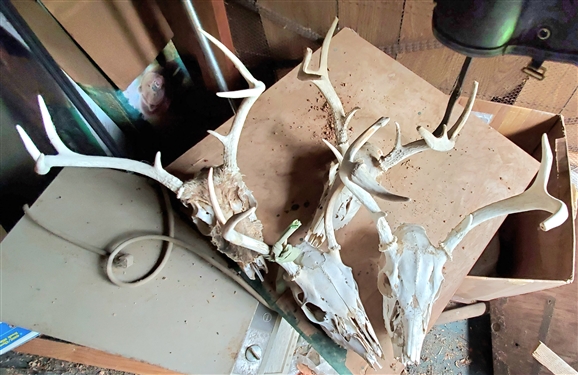 Skulls and Antlers