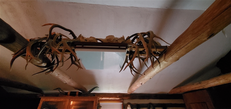 Lot of Antlers
