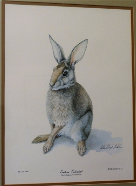 "Eastern Cottontail" by Sallie Ellington Middleton Pencil Signed Limited Edition Rabbit Print - 1 of 1000 Signed Copies- Certificate of Authenticity on Back - Framed and Matted - Frame Measures 24"...