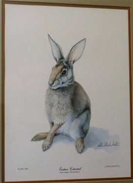 Eastern Cottontail by Sallie Ellington Middleton Pencil Signed Limited Edition Rabbit Print - 1 of 1000 Signed Copies- Certificate of Authenticity on Back - Framed and Matted - Frame Measures 24...