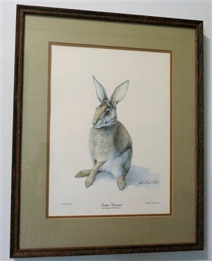 Eastern Cottontail by Sallie Ellington Middleton Pencil Signed Limited Edition Rabbit Print - 1 of 1000 Signed Copies- Certificate of Authenticity on Back - Framed and Matted - Frame Measures 24...