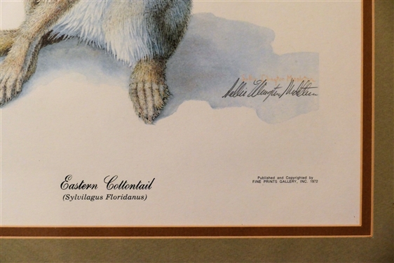 Eastern Cottontail by Sallie Ellington Middleton Pencil Signed Limited Edition Rabbit Print - 1 of 1000 Signed Copies- Certificate of Authenticity on Back - Framed and Matted - Frame Measures 24...