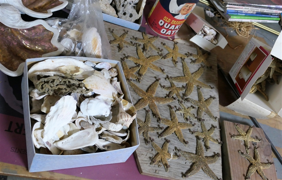 Large Lot of Sea Stars and Shells including Ceramic Clam Shells and Sea Sponges