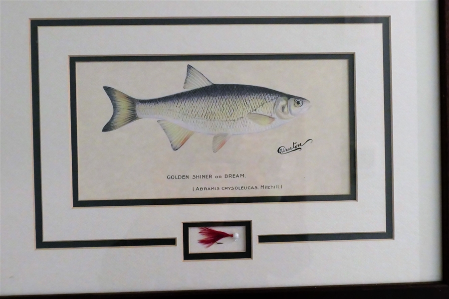 "Golden Shiner or Bream" Fish Print Signed Denton - Framed and Beautifully Matted with Fishing Fly - Frame Measures 15 3/4" by 21 1/2"
