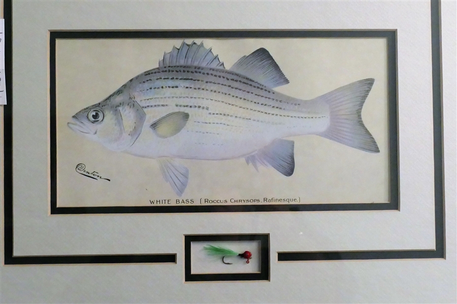 "White Bass" Fish Print Signed Denton - Framed and Beautifully Matted with Fishing Fly - Frame Measures 15 3/4" by 21 1/2"