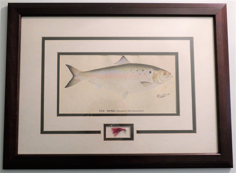 "The Shad" Fish Print Signed Denton - Framed and Beautifully Matted with Fishing Fly - Frame Measures 15 3/4" by 21 1/2"