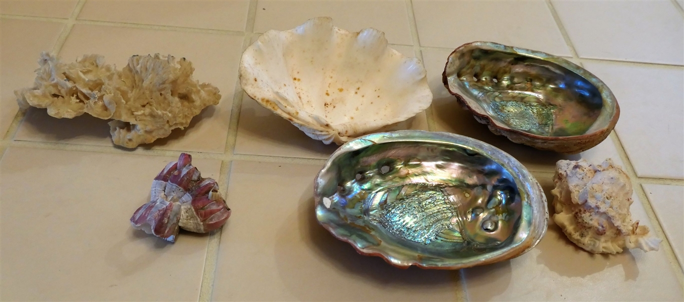 6 Specimen Shells and Coral including Large Clam Shell, Abalone Shell, Coral, and Barnacles - Coral Measures 8" by 5" - Largest Abalone Measures 8" by 6"
