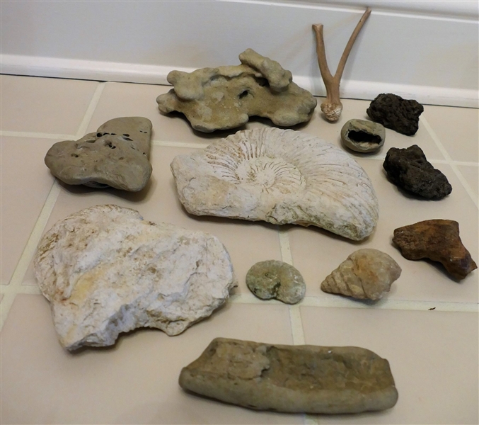 Lot of Fossils including Clam Shell, Sponge, Nautilus Shell, and Others - Nautilus Measures - 7 3/4" by 5 1/2"