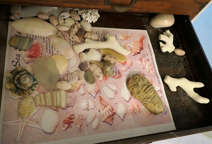 Large Lot of Seashells, Ocean Specimens, Sea Stars, Sand Dollars, Cameo Shell, Sharks Teeth,  and Fossils 