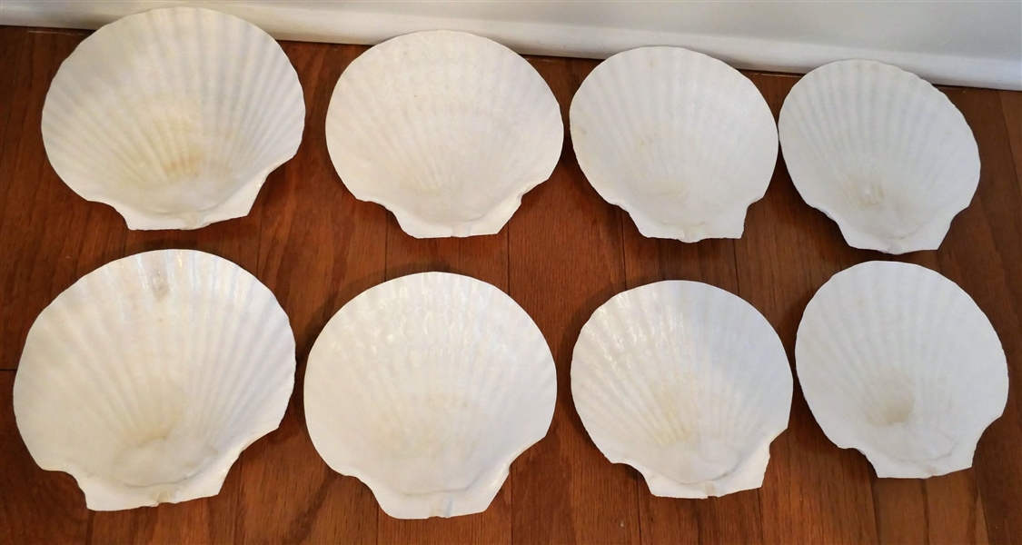 8 Large Shells Measuring 5 3/4" by 5 3/4"