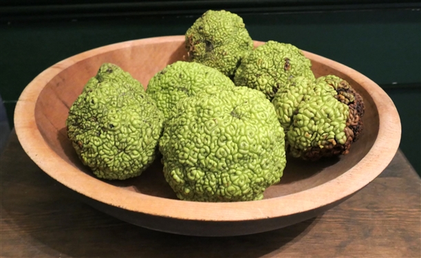 Wood Dough Bowl with Osage Oranges - Measures 13 Across