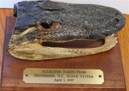 Taxidermy Alligator on Wood Plaque with Brass Tag Alligator Taken From Henderson, NC Sewer System April 1, 1997 - Alligator Measures 7 by 4 