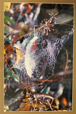 Pearly Hammock Photography by Sandra D. Weeks - Framed and Matted - Frame Measures 17 1/2 by 23 1/2 
