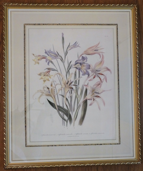 Framed Botanical Print "Gladiolus" - Framed - Measuring 22" by 18" 