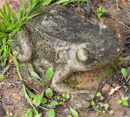 Concrete Frog Statue and Resin Dragonfly  - Frog Measures 6 Tall 