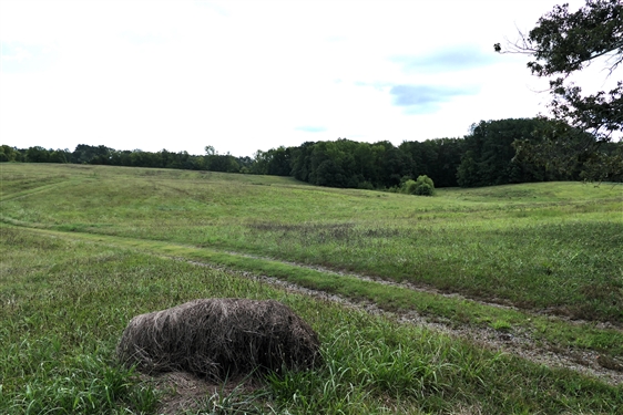 LIVE ONSITE - View of Field on 65 Acre Tract