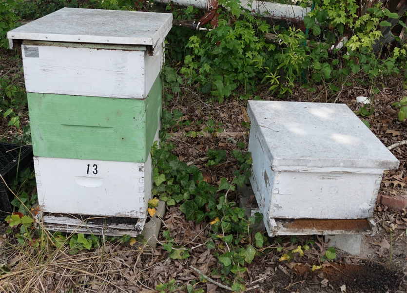 LIVE ONSITE - Bee Hives