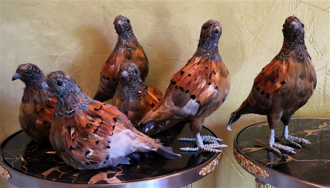 6 Decorative Quail Birds - Real Feathers - Standing Quail Measures 8" Tall