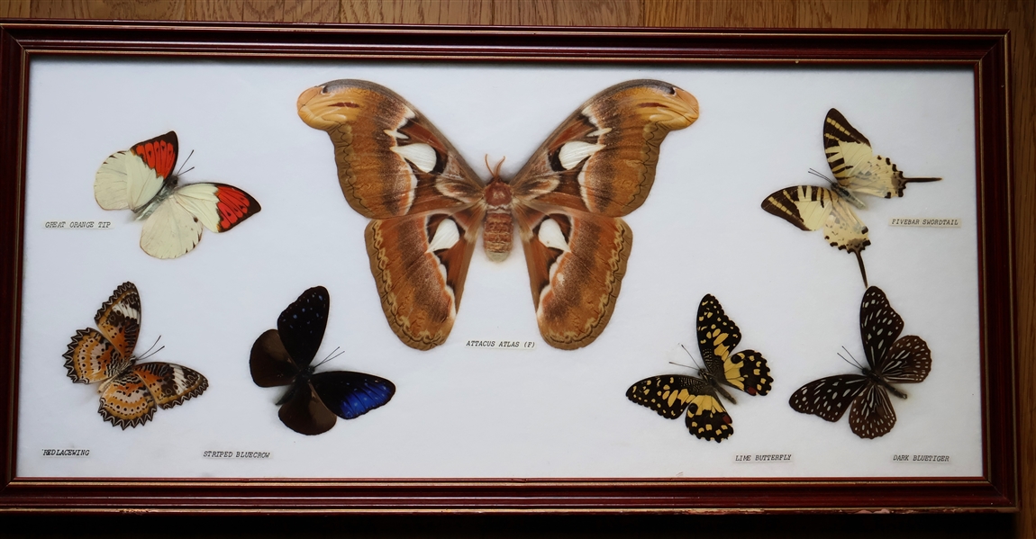 Framed Butterfly and Moth Specimens - Attacus Atlas, Lime Butterfly, Darl Bluetiger, Fivebar Swordtail, Great Orange Tip, Red Lacewing, and Striped Bluecrow - Frame Measures 21" by 10" 