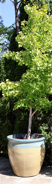 LARGE Planter with Beautiful Gingko Tree - Planter Measures 36" Tall 38" Across - Planter Has Hairline Crack and Hole in Side 