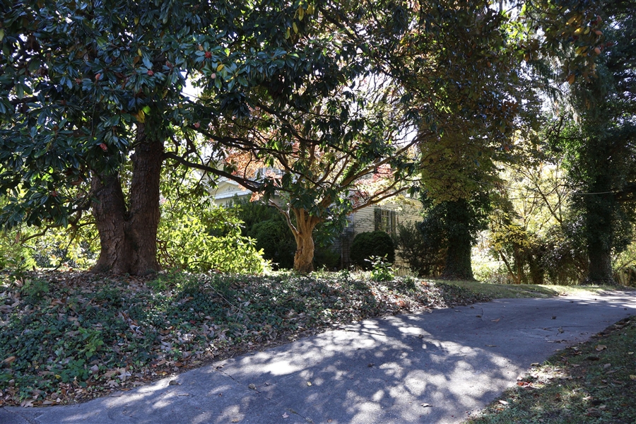 Driveway - Mature Trees