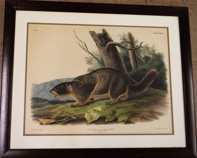 "Yellow Bellied Marmot, Male" Audubon Print - Framed and Double Matted - Frame Measures 27 1/2" by 33 1/2" 