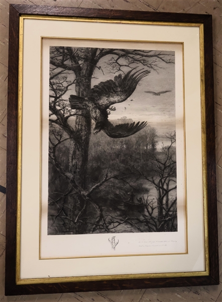 1892 Etching of Flying Hawk - by Franz Pausinger - Framed and Matted - Frame Measures 36" by 27" 