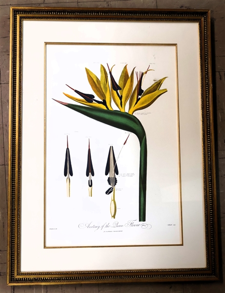 "Anatomy of the Queen Flower" Beautiful Botanical Print -  Framed and Matted with Fine Gold Matting - Frame Measures 29 3/4" by 22"