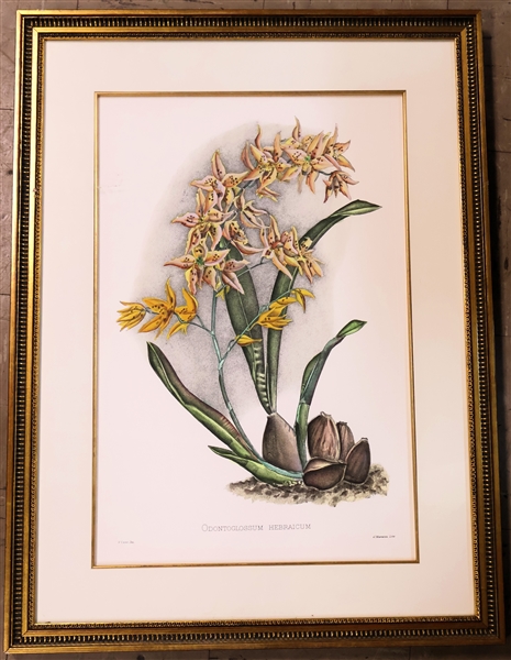 "Odontoglossum Hebraicum" Beautiful Botanical Print - Framed and Matted with Fine Gold Matting - Frame Measures 29 3/4" by 22" 