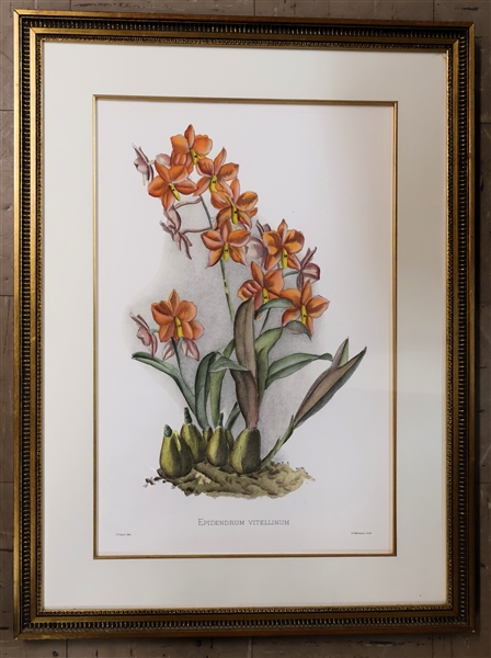 "Epidendrum Vitellinum" Beautiful Botanical Print - Framed and Matted with Gold Matting - Frame Measures - 29 3/4" by 22" 