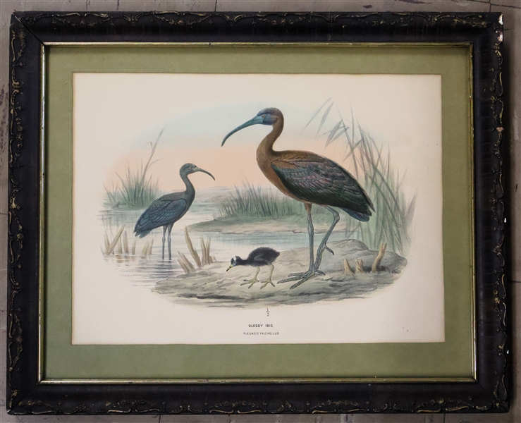 "Glossy Ibis" Hand Colored Bird Print - Framed and Matted - Frame Measures 13" by 16" - 