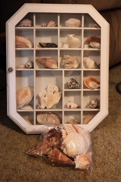 Collection of Sea Shells and Corals in Wood Display Cabinet and Bag of Shells - Cabinet Measures 15" by 11 1/2" by 2 1/4" 