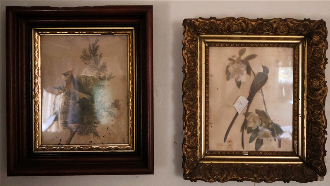 2 8" by 10" Bird Prints in Antique Frames - Walnut Shadowbox and Gold Gilt 