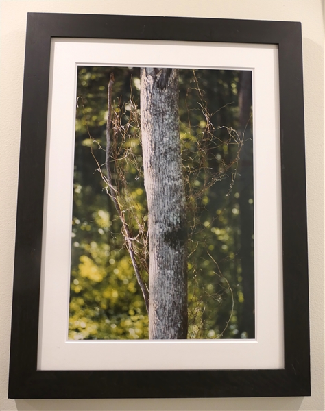 Original Framed Photograph of Tree Trunk and Vine - Framed and Matted - Frame Measures 26 1/2" by 20"