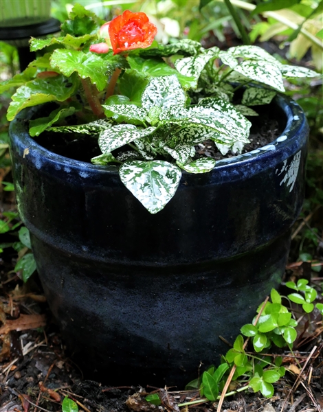 Smaller Blue Planter - Measures 9" Tall 10" Across