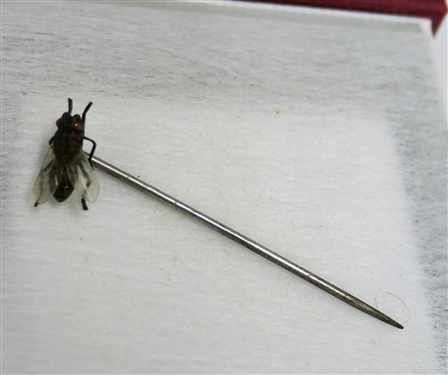 Victorian Realistic Fly Insect Stick Pin - Pin Measures 2 Long Fly Measures 1/2 