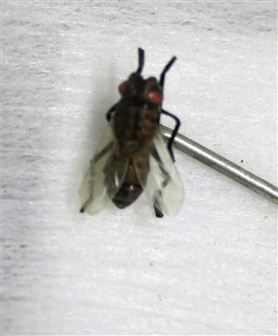 Victorian Realistic Fly Insect Stick Pin - Pin Measures 2 Long Fly Measures 1/2 
