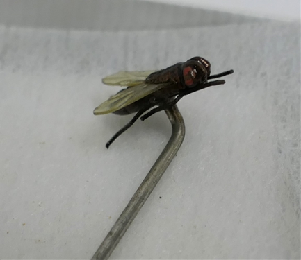 Victorian Realistic Fly Insect Stick Pin - Pin Measures 2 Long Fly Measures 1/2 