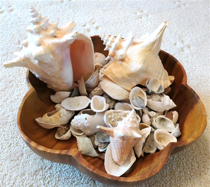 Large Lot of Sea Shells - Conch Shells and Others - Shells Only